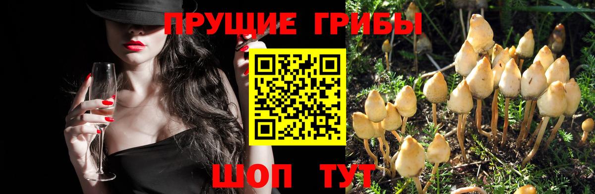 Галлюциногенные грибы Psilocybe  Вход с VPN  Егорьевск 